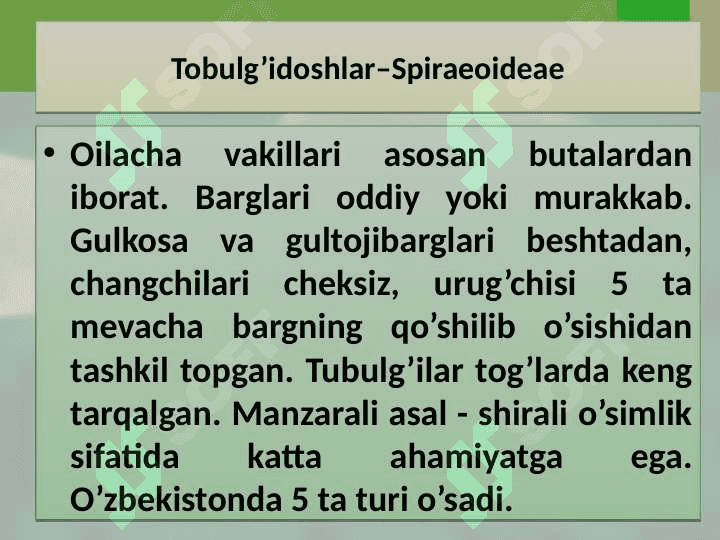 Ra'nokabilar-Rosidae sinfchasi 3