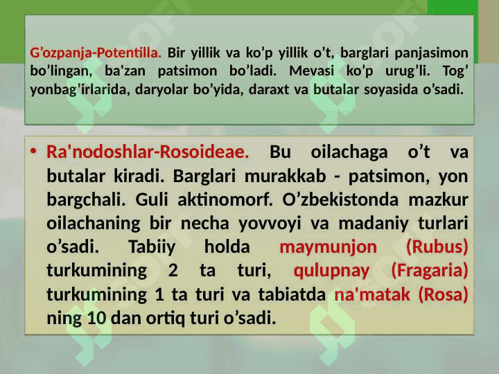 Ra'nokabilar-Rosidae sinfchasi 4