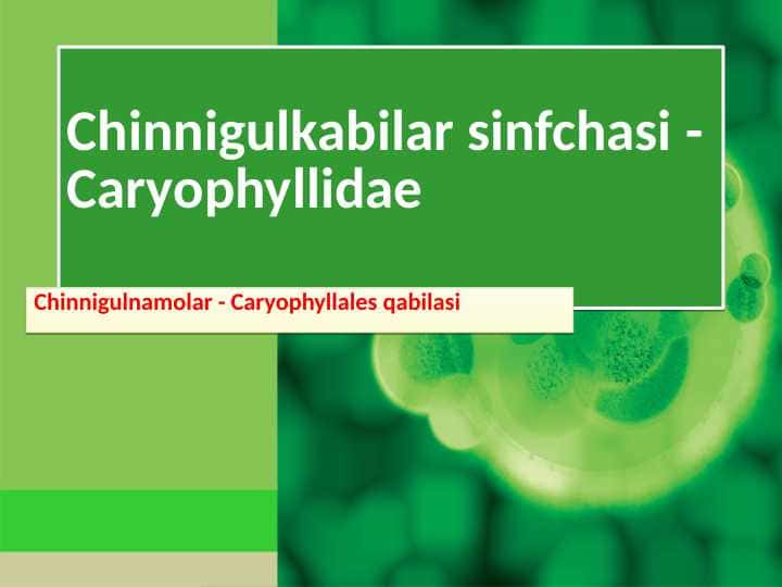 Chinnigulkabilar sinfchasi - Caryophyllidae 1