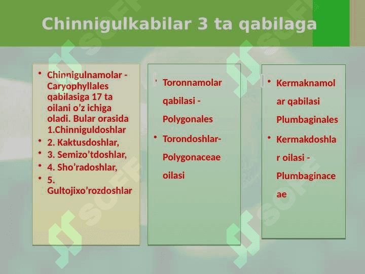 Chinnigulkabilar sinfchasi - Caryophyllidae 3