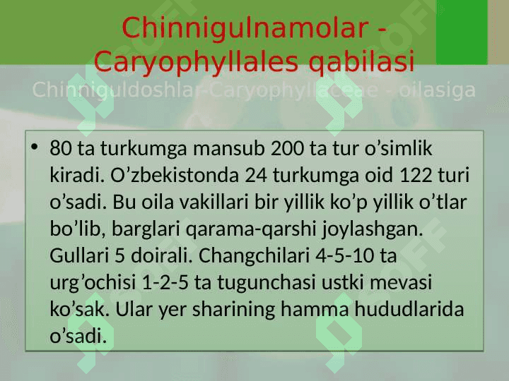 Chinnigulkabilar sinfchasi - Caryophyllidae 4