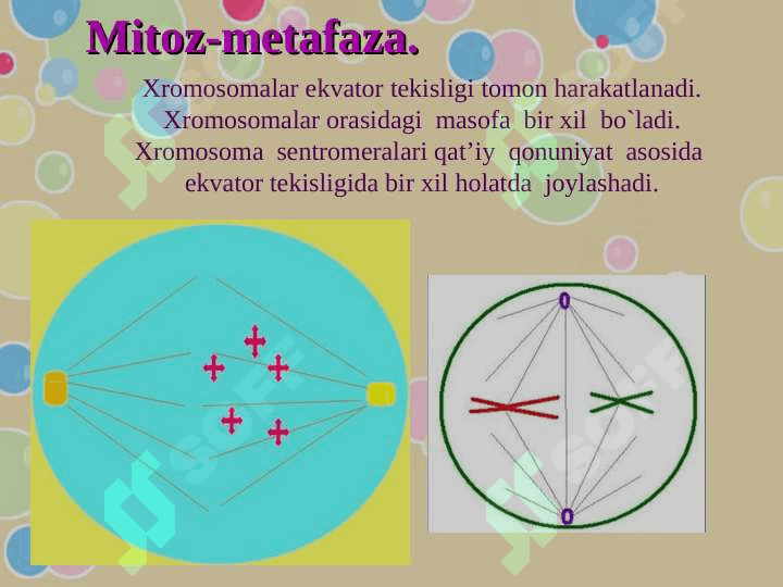Ko’payish  xillari   1-soatlik ochiq  dars  ishlanma 6