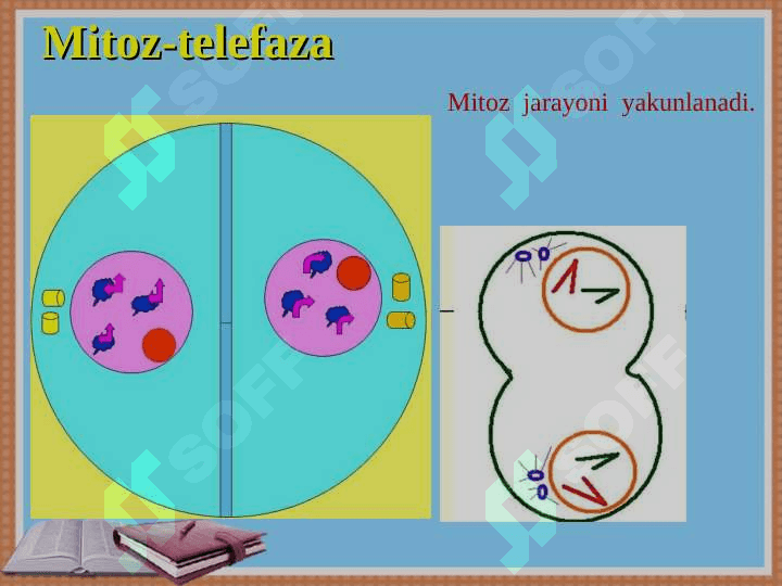 Ko’payish  xillari   1-soatlik ochiq  dars  ishlanma 8