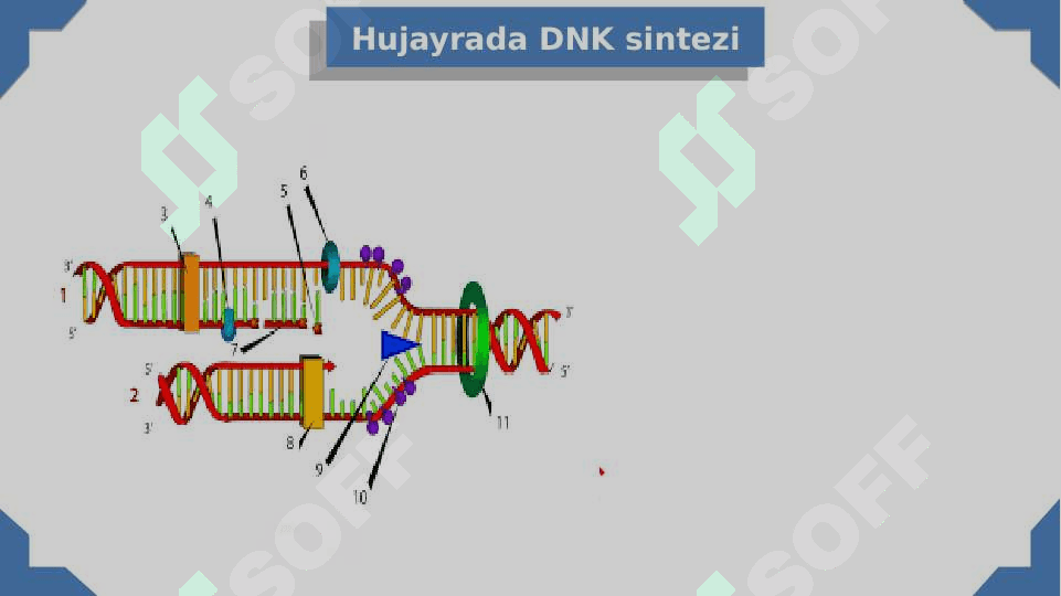 Nuklein kislotalar va oqsillar biosintezi 2
