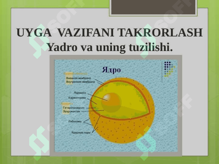 Prokariot va eukariot hujayralar 7