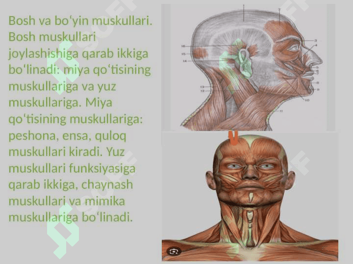 Bosh va boʻyin muskullari 3