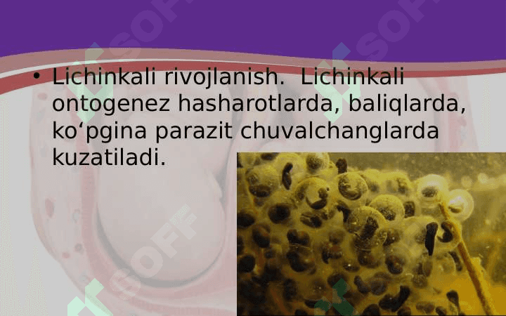 Embrional rivojlanish davri 3