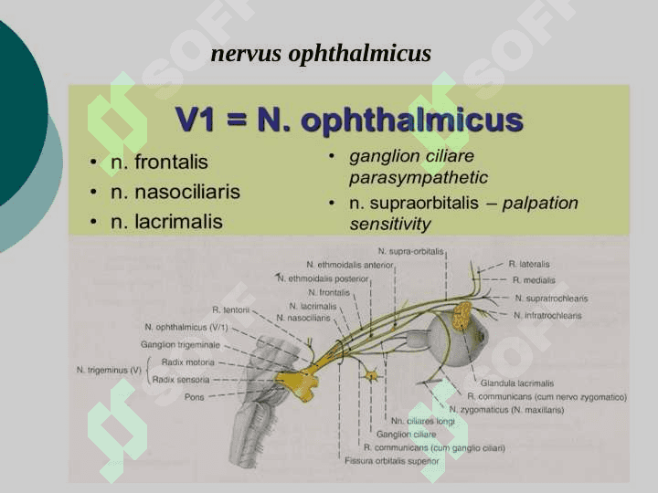 Uch shoxli nerv anatomiyasi 6