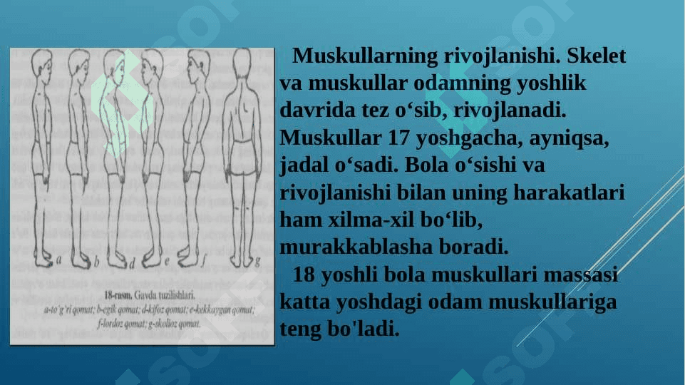 Muskullarning rivojlanishi,  odam qad-qomatining  shakllanishi 2