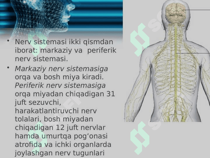 Nerv sistemasining ahamiyati va tuzilishi 3