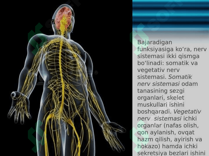Nerv sistemasining ahamiyati va tuzilishi 4