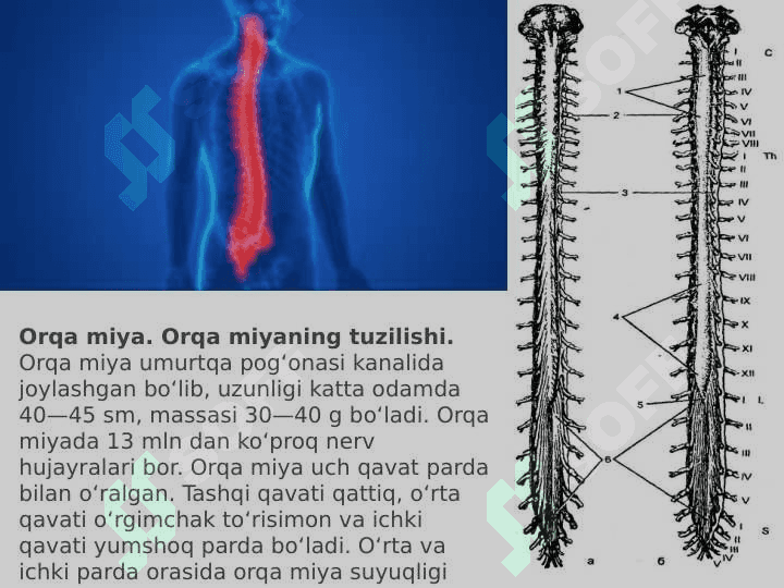 Nerv sistemasining ahamiyati va tuzilishi 5