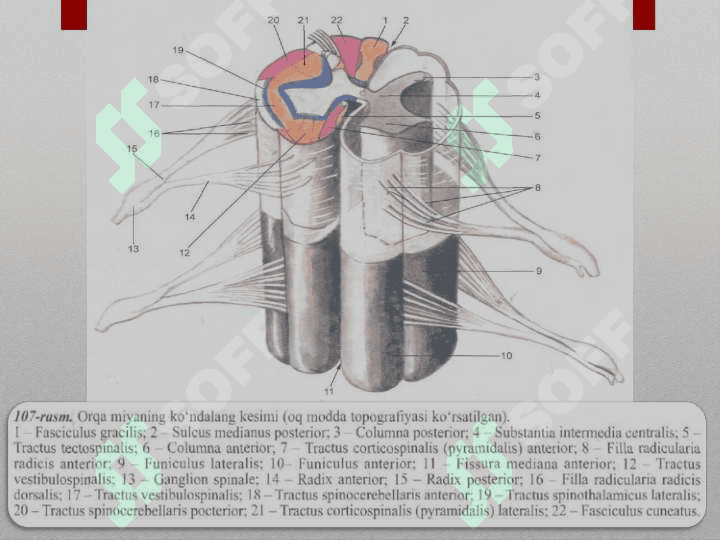 Nerv sistemasining tuzilishi 7