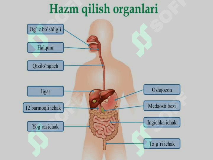 OVQAT HAZM QILISH SISTEMASI ORGANLARI 2