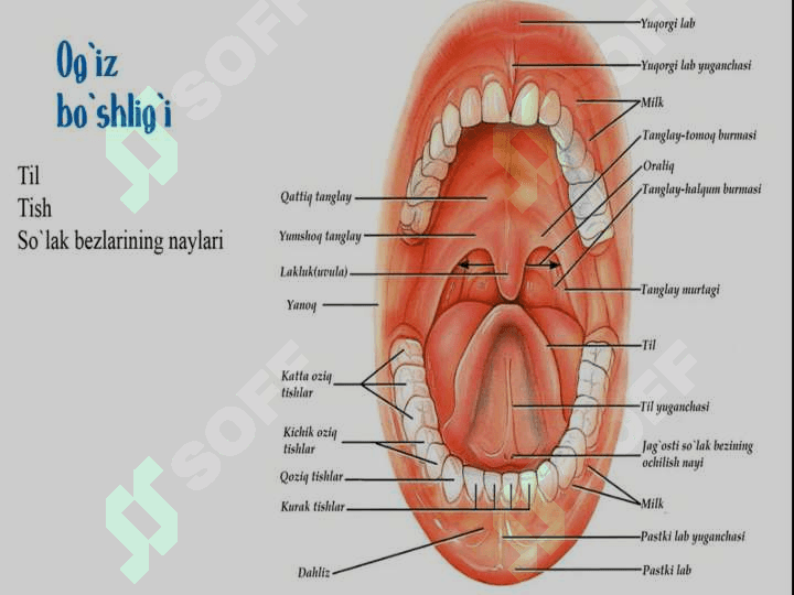 OVQAT HAZM QILISH SISTEMASI ORGANLARI 3