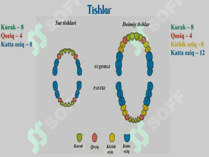 OVQAT HAZM QILISH SISTEMASI ORGANLARI 5