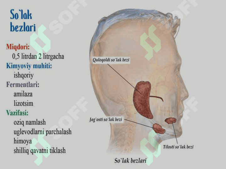 OVQAT HAZM QILISH SISTEMASI ORGANLARI 8