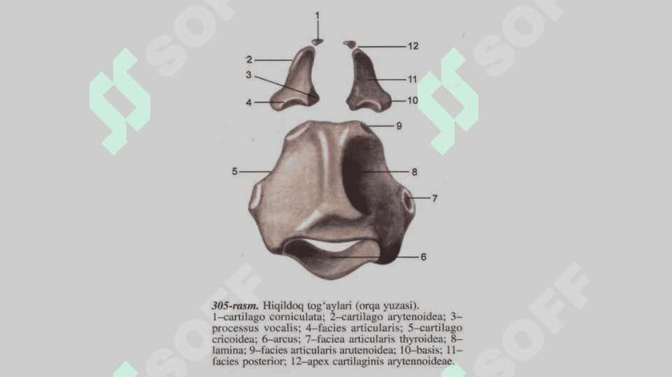 Nafas olish sistemasi 4