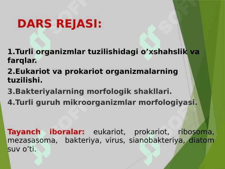 PROKARIOTLAR MORFOLOGIYASI VA  HUJAYRA TUZILISHI 2