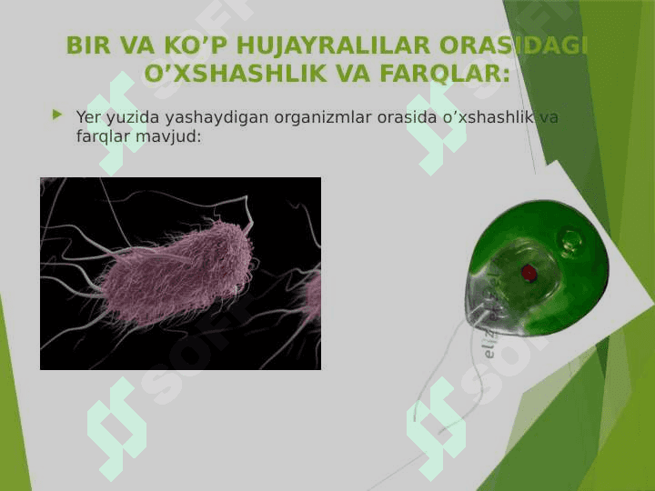 PROKARIOTLAR MORFOLOGIYASI VA  HUJAYRA TUZILISHI 3
