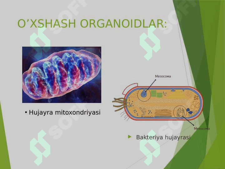 PROKARIOTLAR MORFOLOGIYASI VA  HUJAYRA TUZILISHI 4