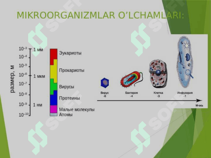 PROKARIOTLAR MORFOLOGIYASI VA  HUJAYRA TUZILISHI 5