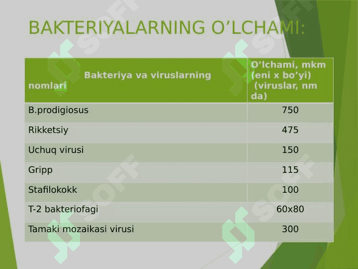 PROKARIOTLAR MORFOLOGIYASI VA  HUJAYRA TUZILISHI 7