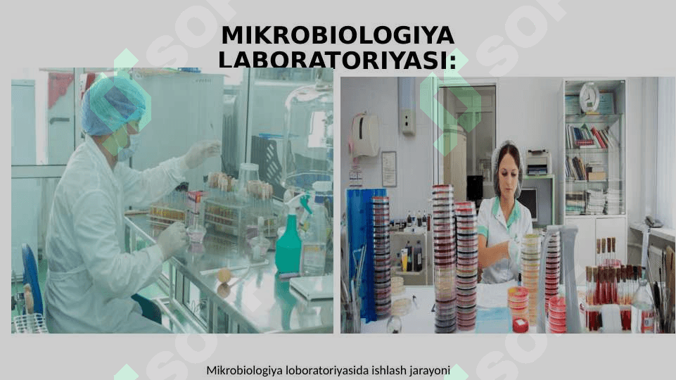 MIKROBIOLOGIYA TADQIQOTLARINING ASOSIY USULLARI 3