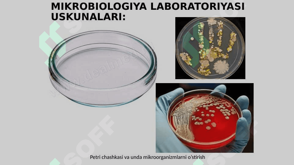 MIKROBIOLOGIYA TADQIQOTLARINING ASOSIY USULLARI 7