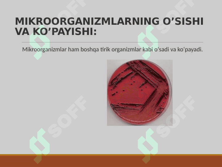 MIKROORGANIZMLARNING O’SISHI VA RIVOJLANISHI 3
