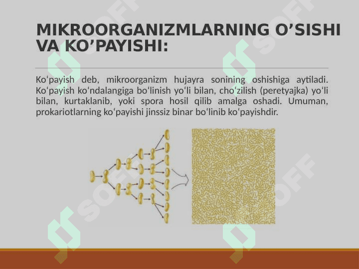 MIKROORGANIZMLARNING O’SISHI VA RIVOJLANISHI 5