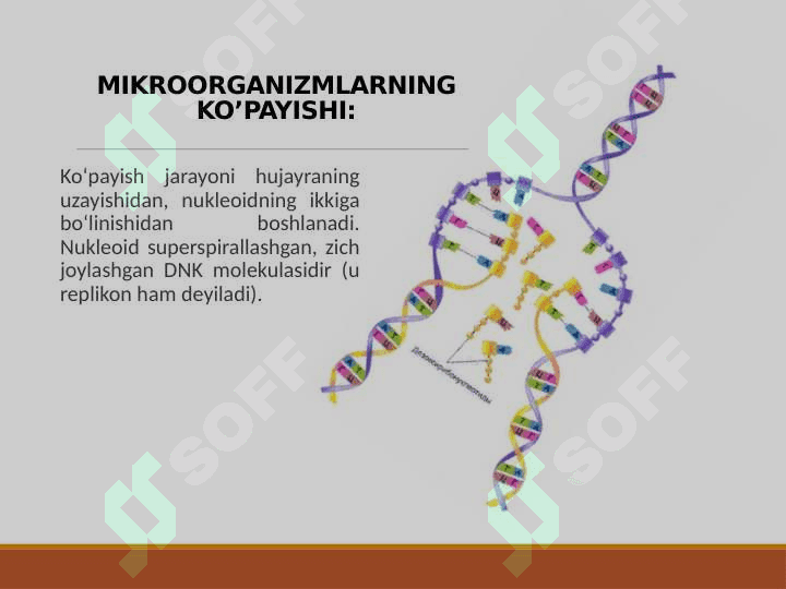 MIKROORGANIZMLARNING O’SISHI VA RIVOJLANISHI 6