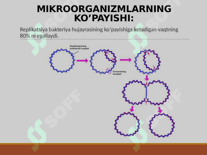 MIKROORGANIZMLARNING O’SISHI VA RIVOJLANISHI 8