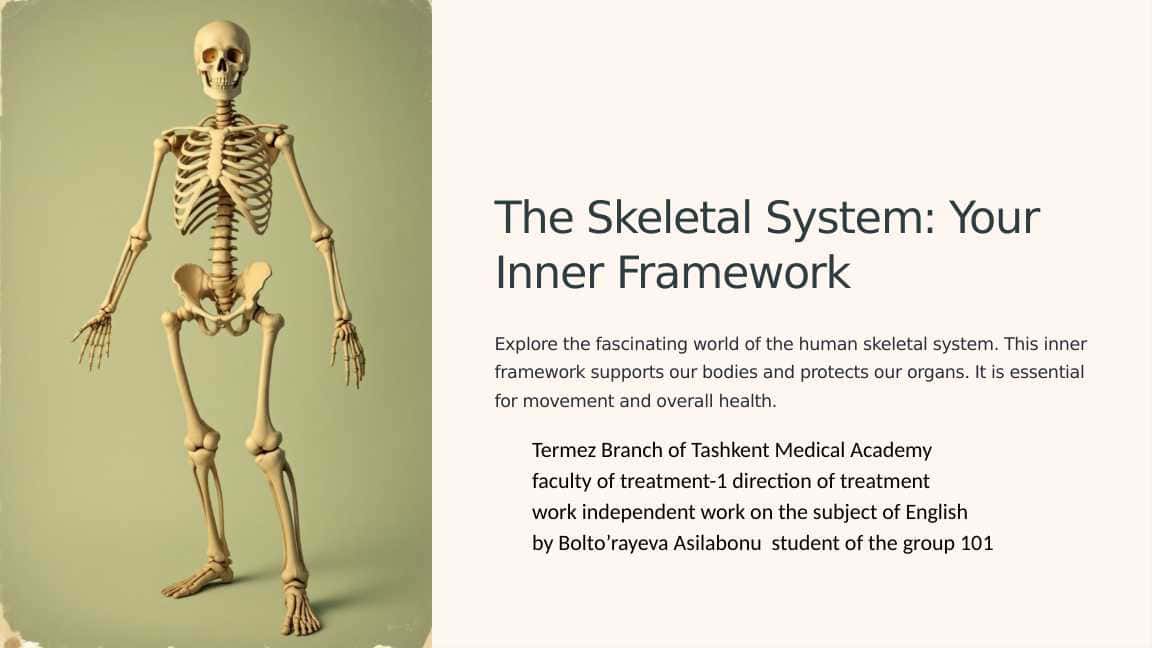 The skeletal system of a human being
