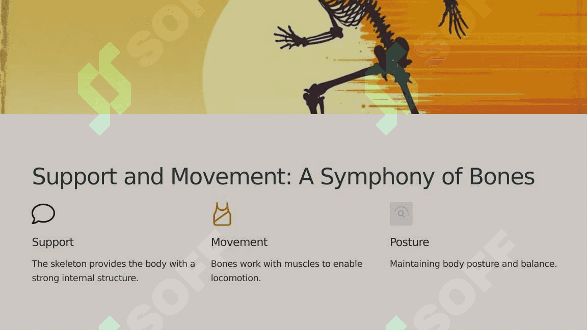 The skeletal system of a human being 4