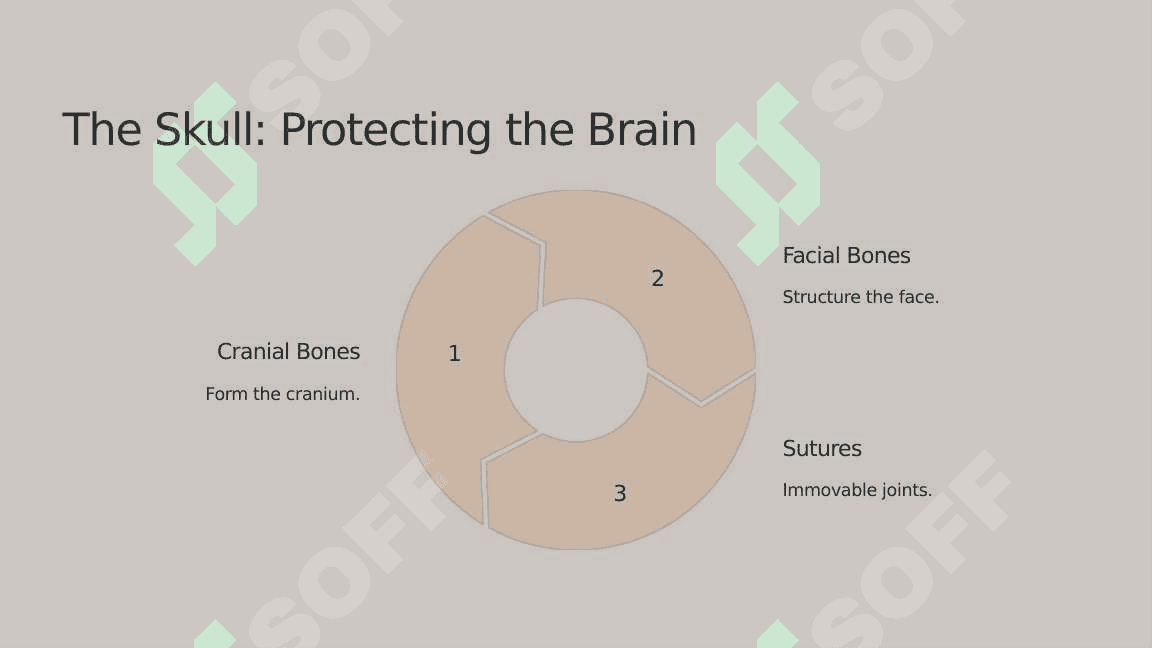 The skeletal system of a human being 2 8