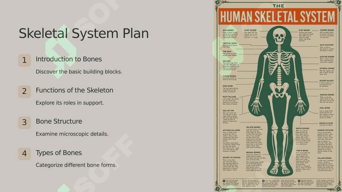 The skeletal system of a human being 2 2