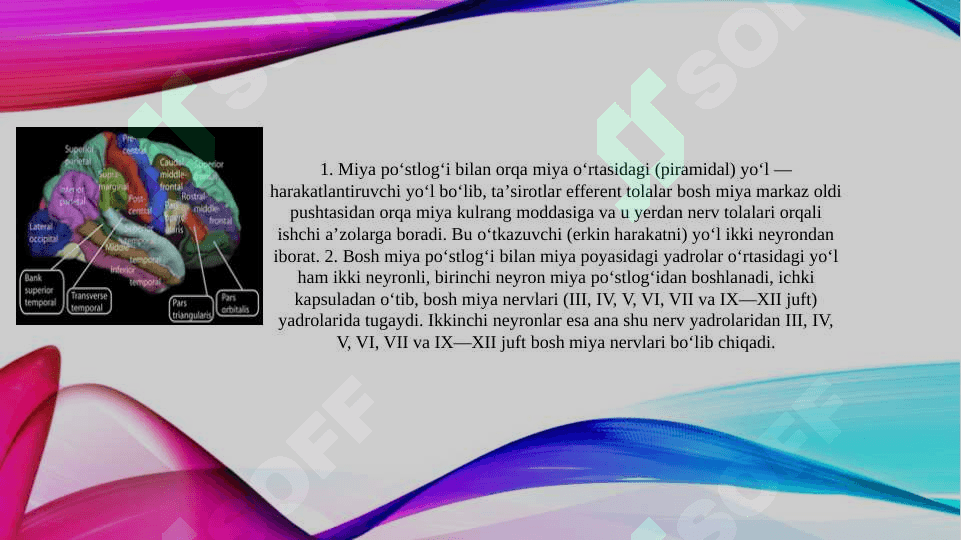 Bosh miya va orqa miyaning asosiy yo'llari: bosh miya o'tkazuvchi yo'llarini anatomik va funksional faoliyati. 5