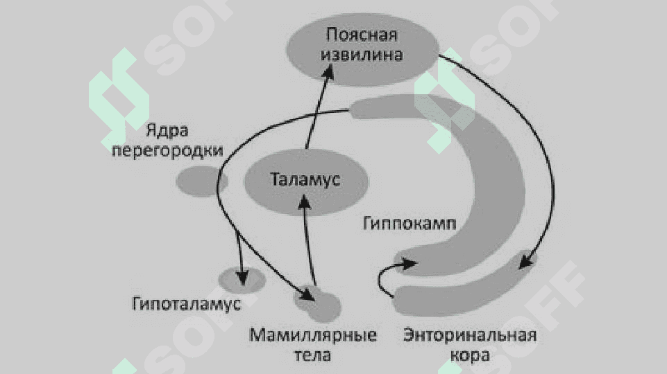 ЭМОЦИЯНИНГ РОЛИ ВА               ФУНКЦИЯЛАРИ 6