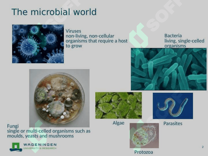 Microbial contaminants 2
