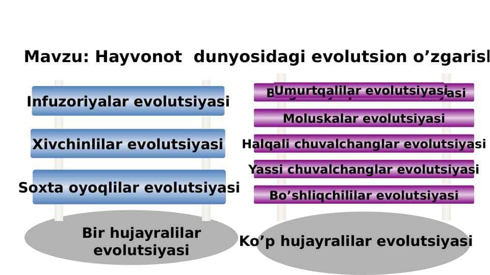 Hayvonot  dunyosidagi evolutsion o’zgarishlar