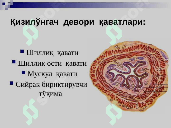 Qizilo‘ngachning xirurgik kasalliklari 7