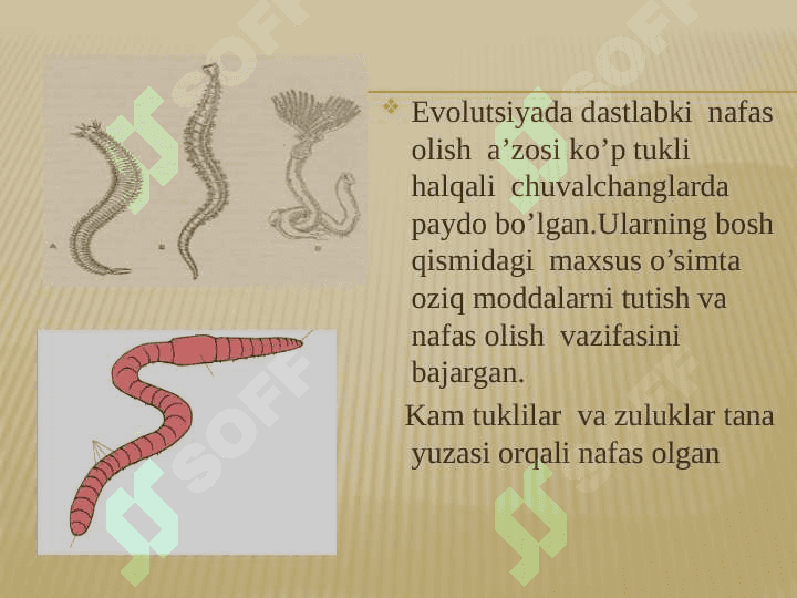 Hayvonlarning nafas olish organlari evolutsiyasi 8