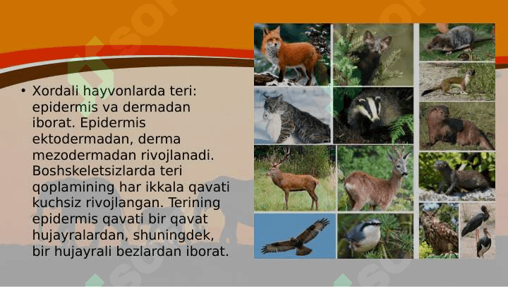 Hayvonlarning tana qoplami va harakat organlari evolutsiyasi 4