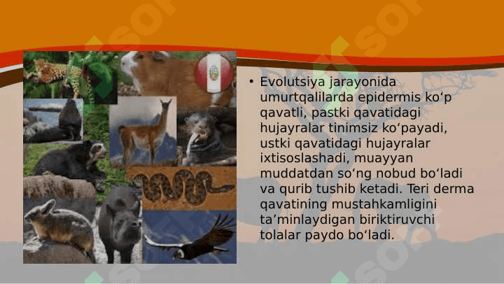 Hayvonlarning tana qoplami va harakat organlari evolutsiyasi 5