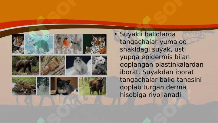 Hayvonlarning tana qoplami va harakat organlari evolutsiyasi 7