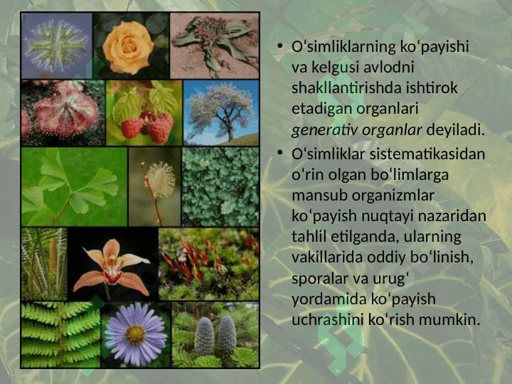O‘simliklarning generativ organlari filogenezi 2