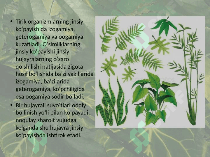 O‘simliklarning generativ organlari filogenezi 3