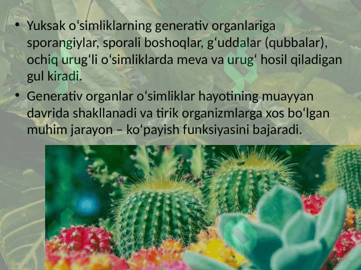 O‘simliklarning generativ organlari filogenezi 4