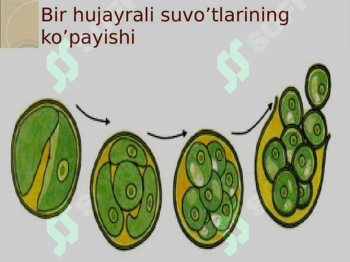 O’simliklarning generativ organlari filogenezi 6
